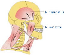 Kiefergelenk Muskeln Orthodentix